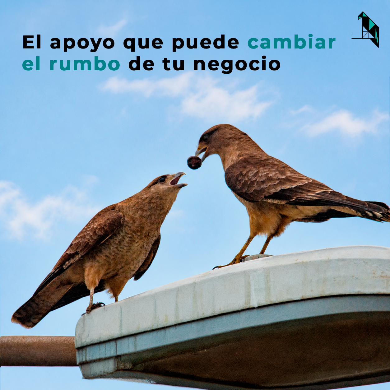 Dos aves representan el apoyo que puede cambiar el rumbo de un negocio